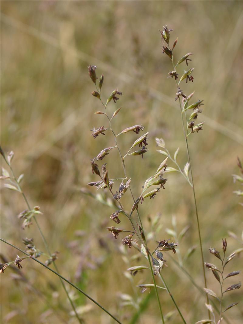 Festuca guestfalica subsp. hirtula (door Adrie van Heerden)