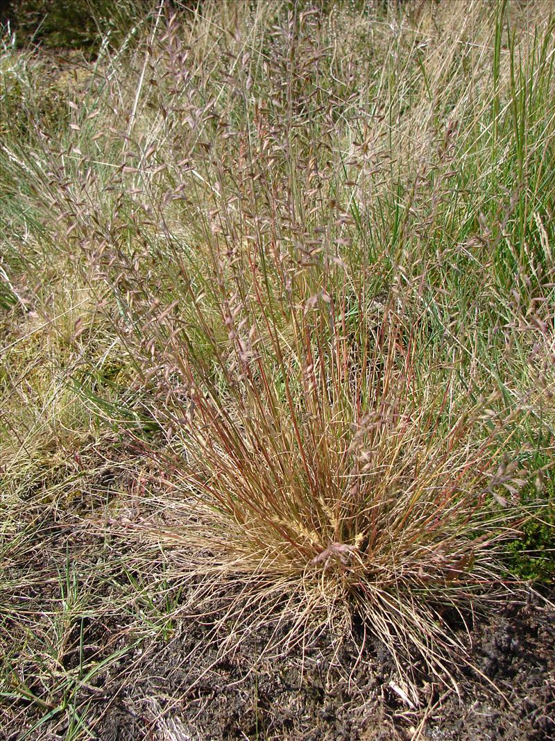 Festuca guestfalica subsp. hirtula (door Adrie van Heerden)