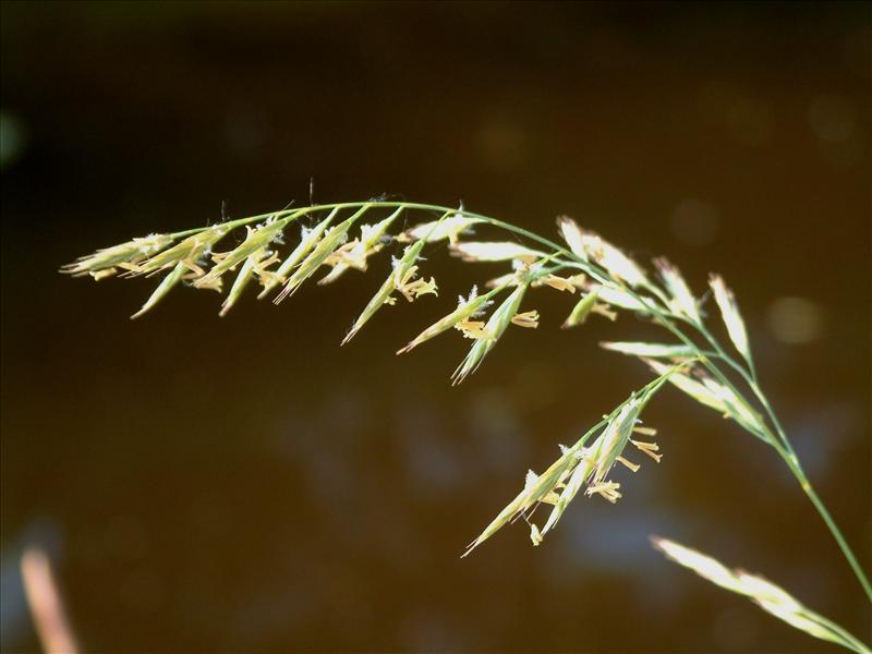 Festuca rubra (door Adrie van Heerden)