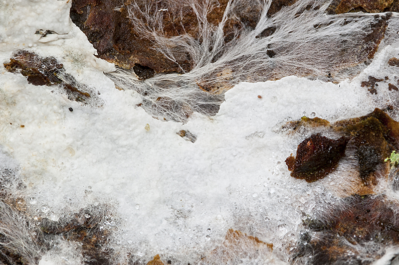 Leptosporomyces mutabilis (door Nico Dam)