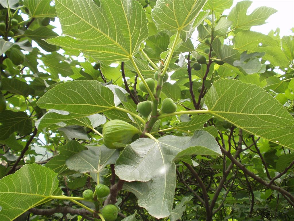 Ficus carica (door Adrie van Heerden)