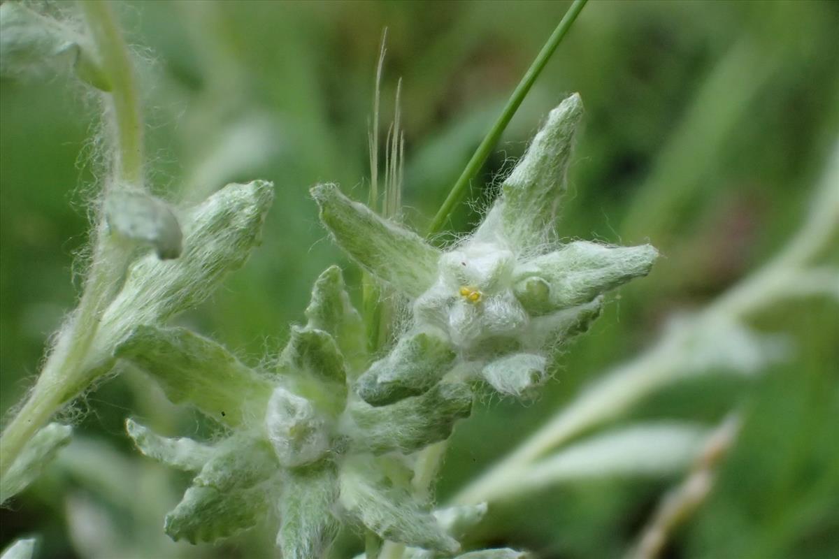 Bombycilaena erecta (door Sipke Gonggrijp)