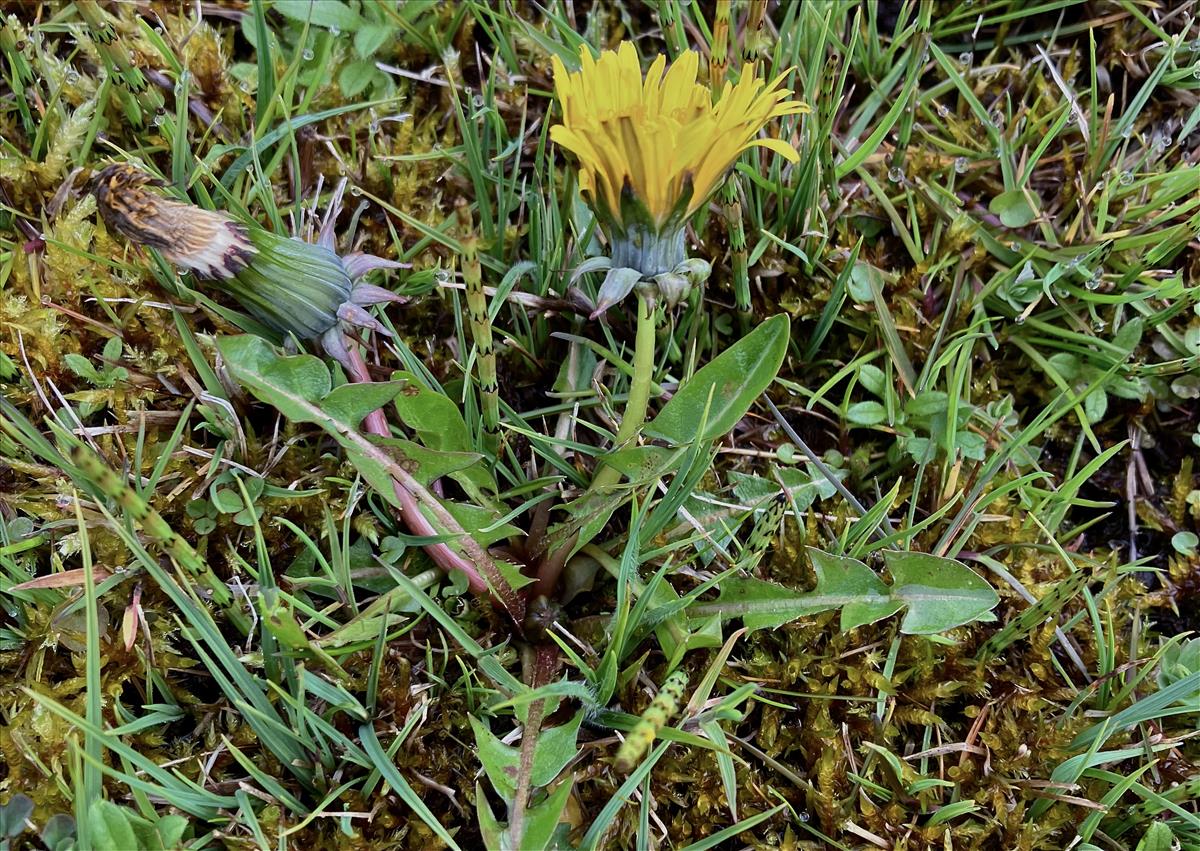 Taraxacum hamatiforme (door Jelle J. Hofstra)