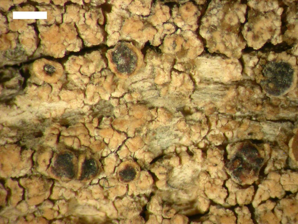 Lecanora sarcopidoides (door Pieter van den Boom)