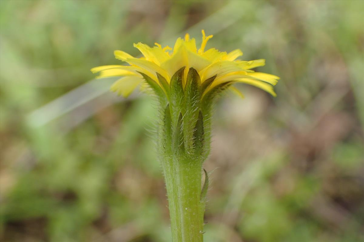 Hedypnois rhagadioloides (door Sipke Gonggrijp)