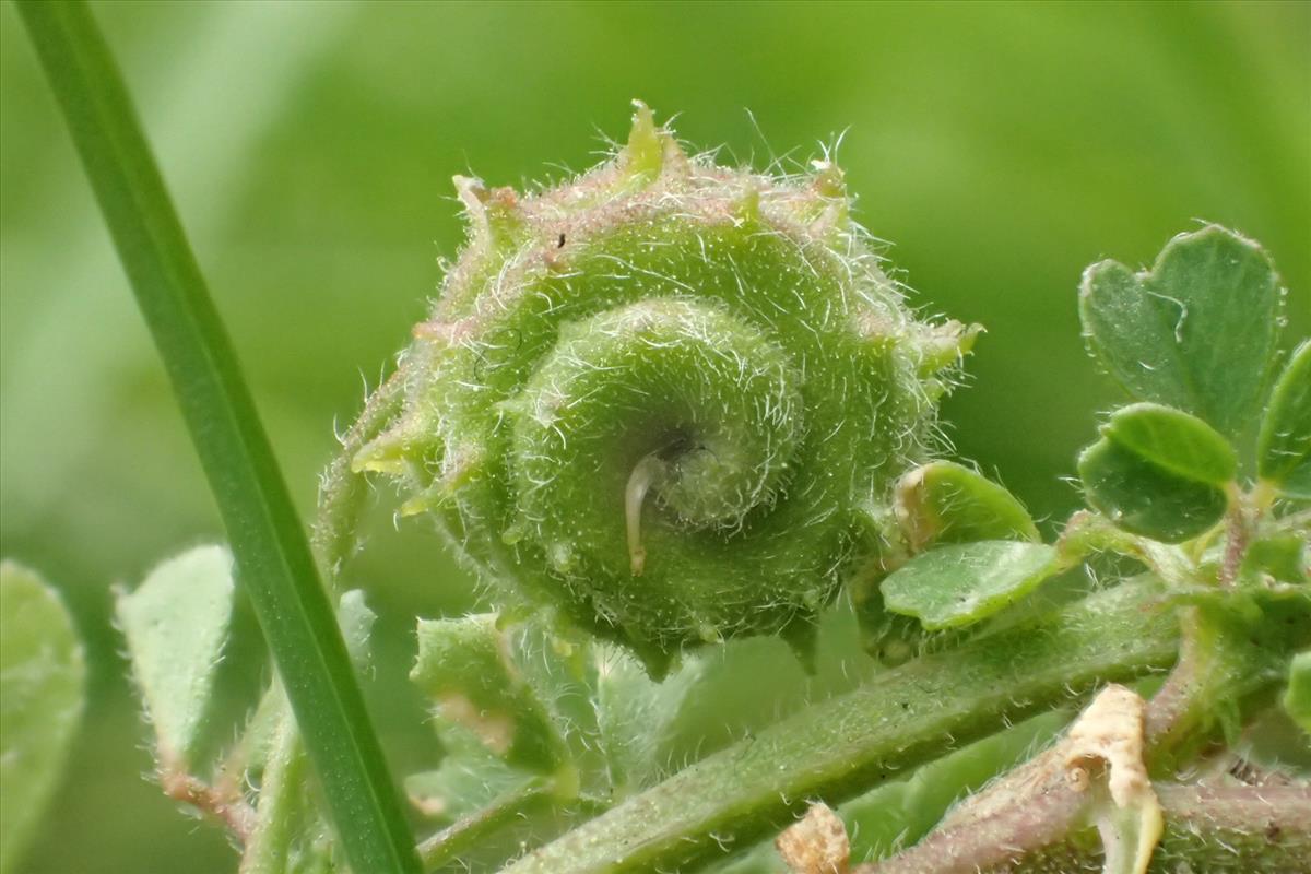 Medicago rigidula (door Sipke Gonggrijp)