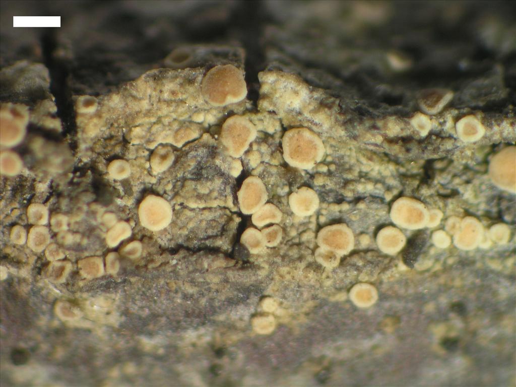 Lecanora subsaligna (door Pieter van den Boom)