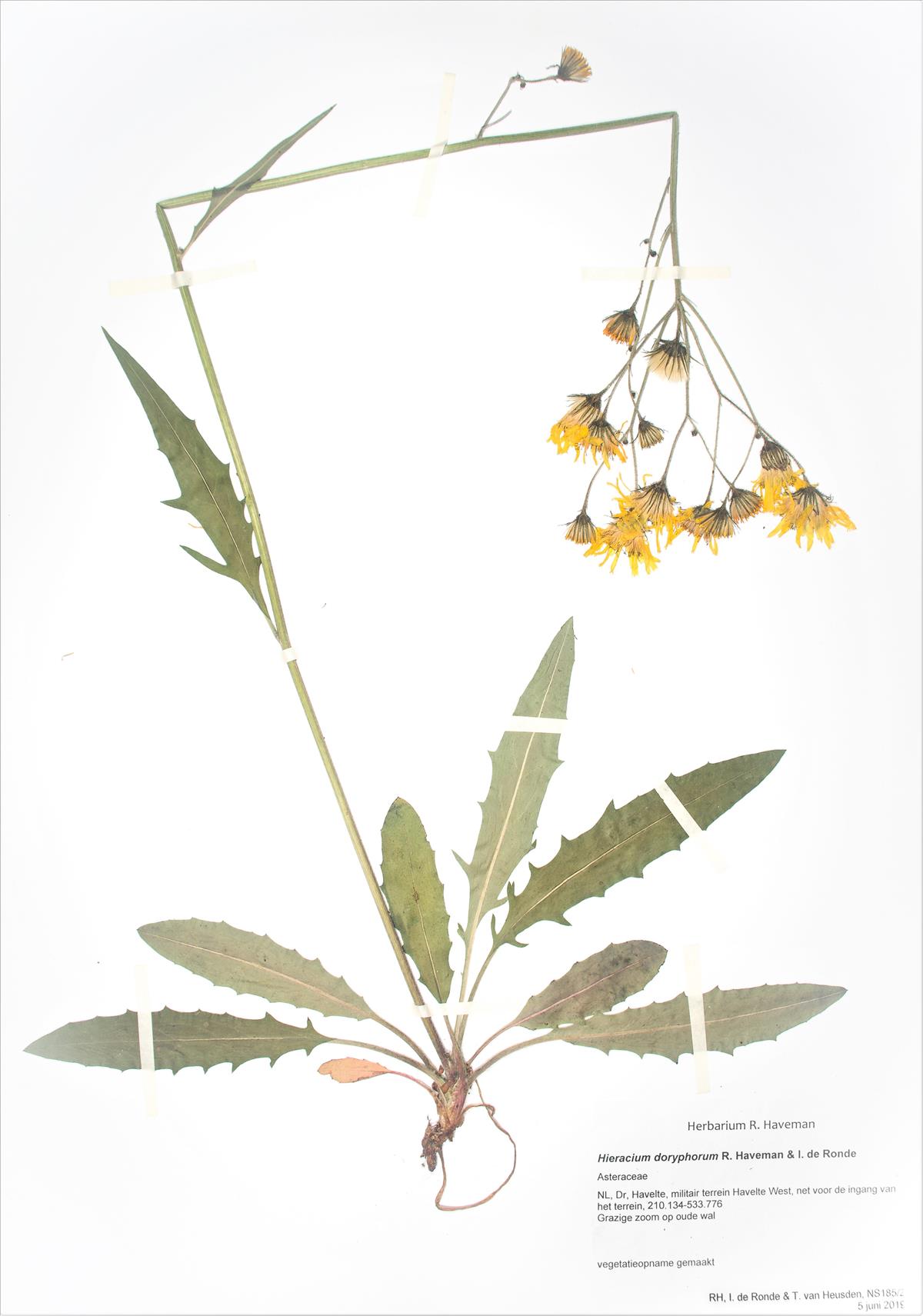 Hieracium doryphorum (door Rense Haveman)