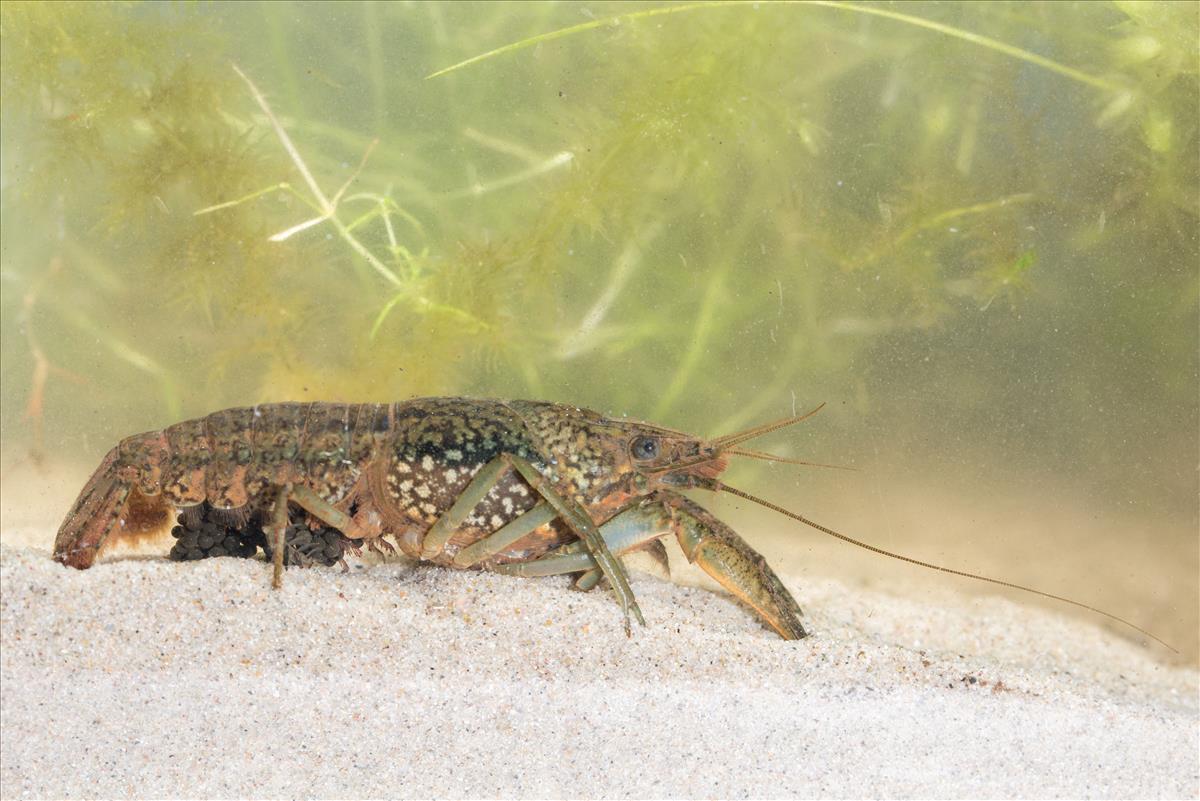 Procambarus fallax forma virginalis (door Pim Lemmers)