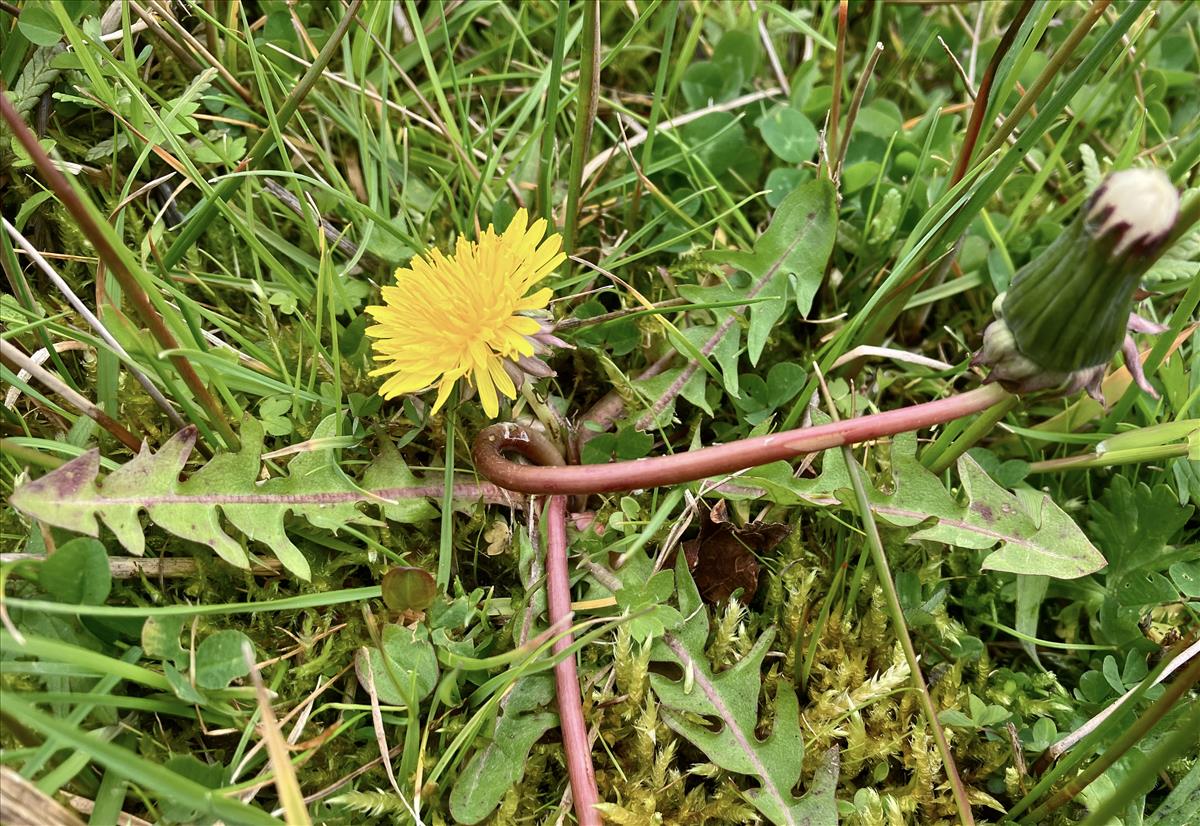 Taraxacum hamatiforme (door Jelle J. Hofstra)