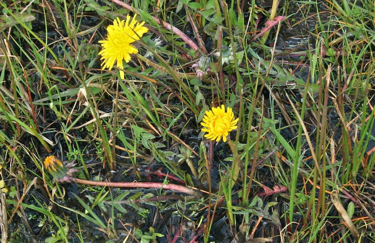 Taraxacum subditivum (door Jelle J. Hofstra)