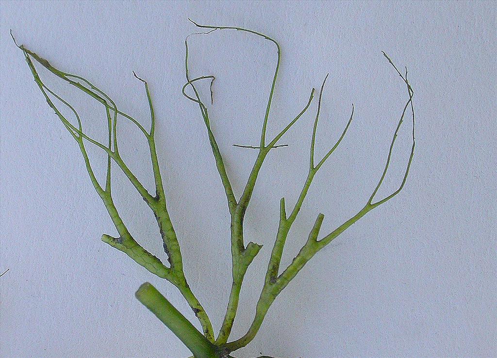 Ceratophyllum submersum (door Peter Meininger)