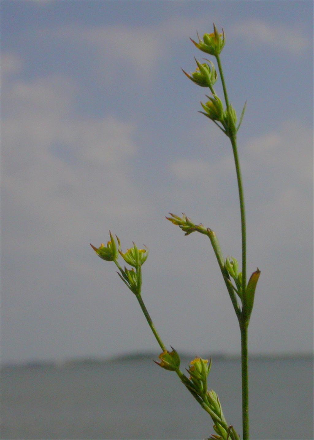 Bupleurum tenuissimum (door Peter Meininger)