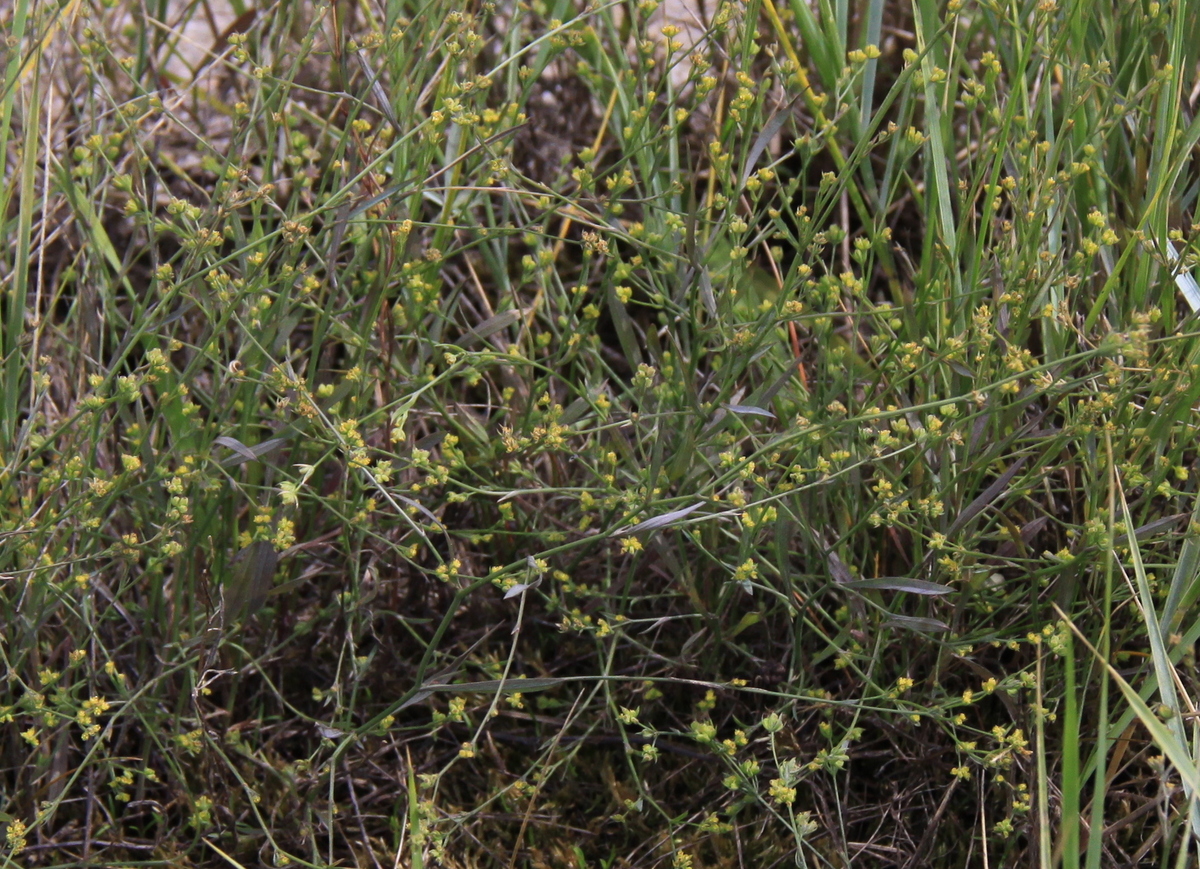 Bupleurum tenuissimum (door Peter Meininger)