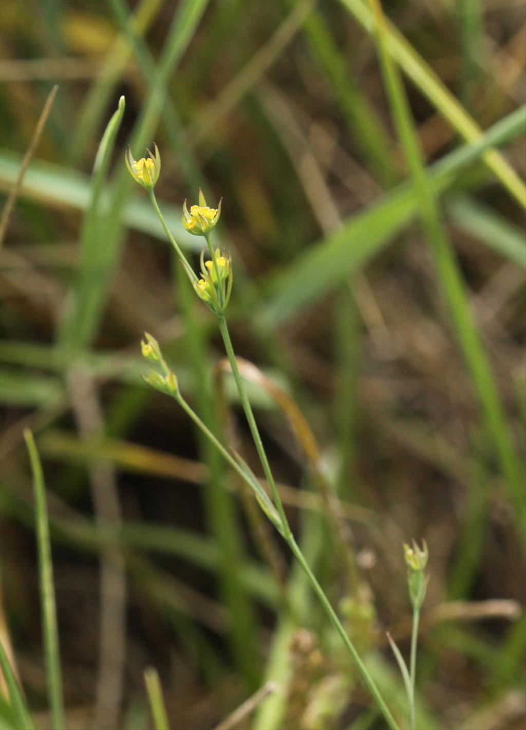 Bupleurum tenuissimum (door Peter Meininger)