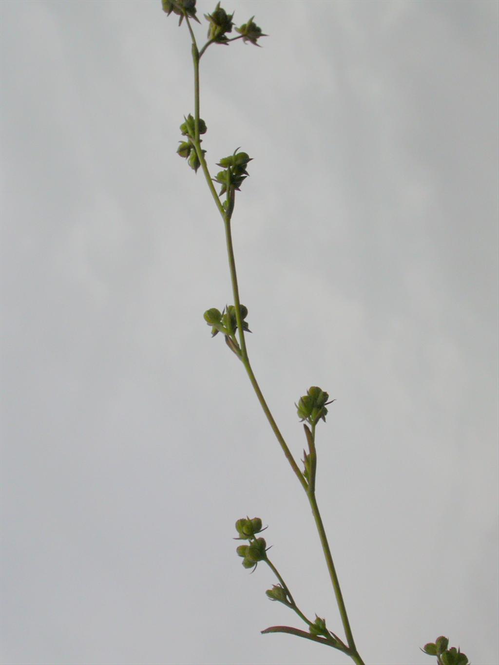 Bupleurum tenuissimum (door Peter Meininger)