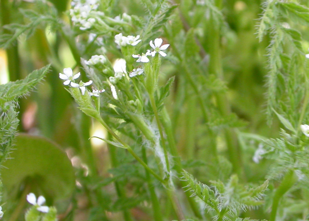 Anthriscus caucalis (door Peter Meininger)