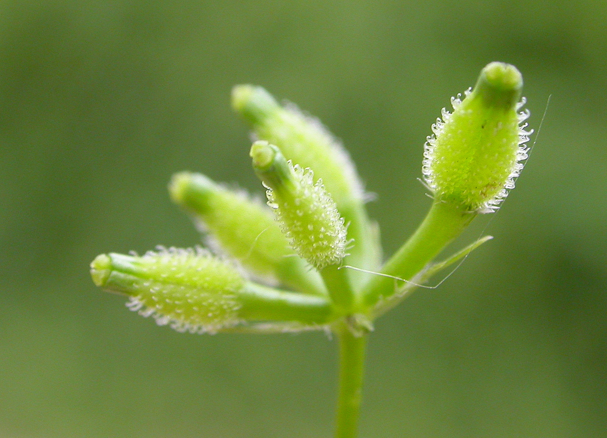 Anthriscus caucalis (door Peter Meininger)