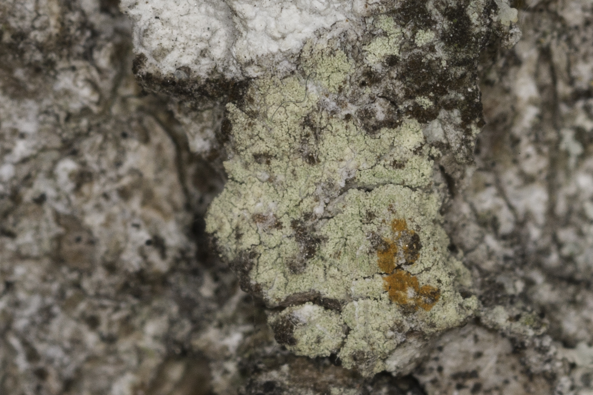 Lecidella flavosorediata (door Paul Schrama)