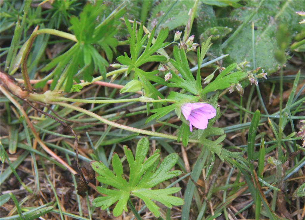 Geranium columbinum (door Peter Meininger)