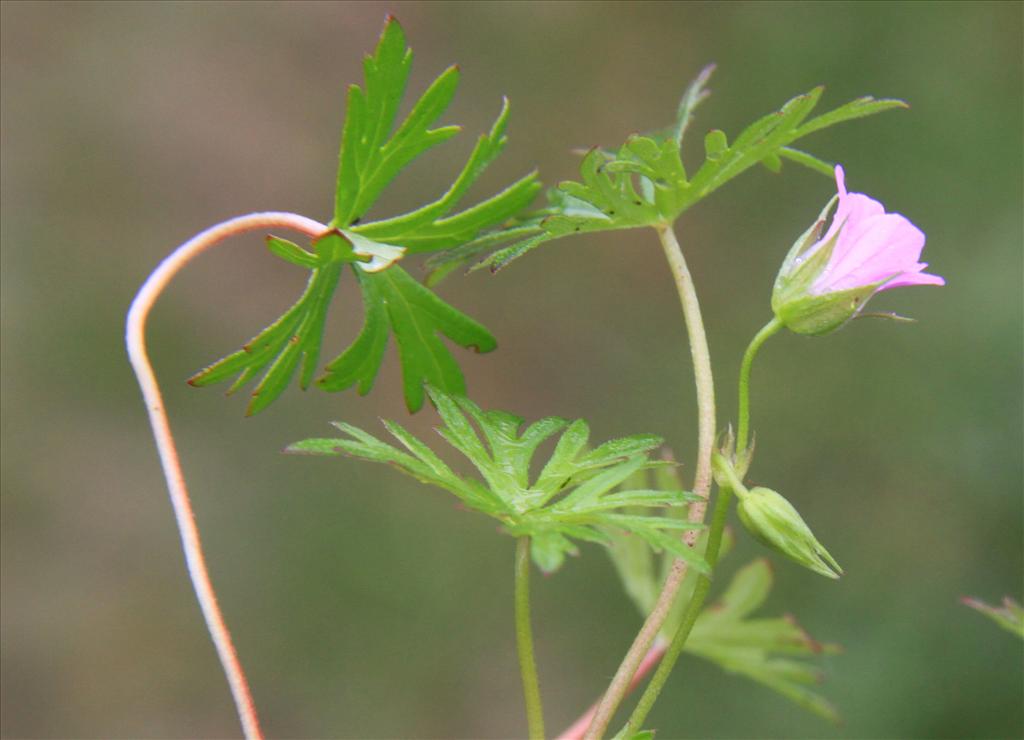 Geranium columbinum (door Peter Meininger)