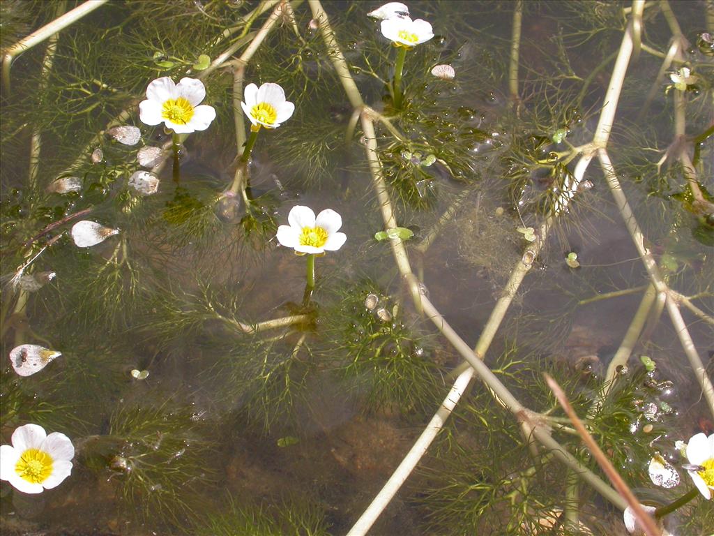 Ranunculus aquatilis/trichophyllus (door Peter Meininger)