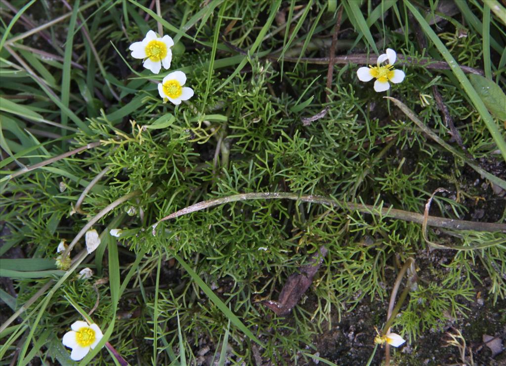 Ranunculus aquatilis/trichophyllus (door Peter Meininger)