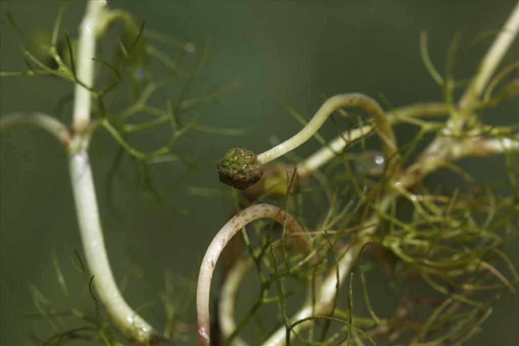 Ranunculus aquatilis/trichophyllus (door Peter Meininger)
