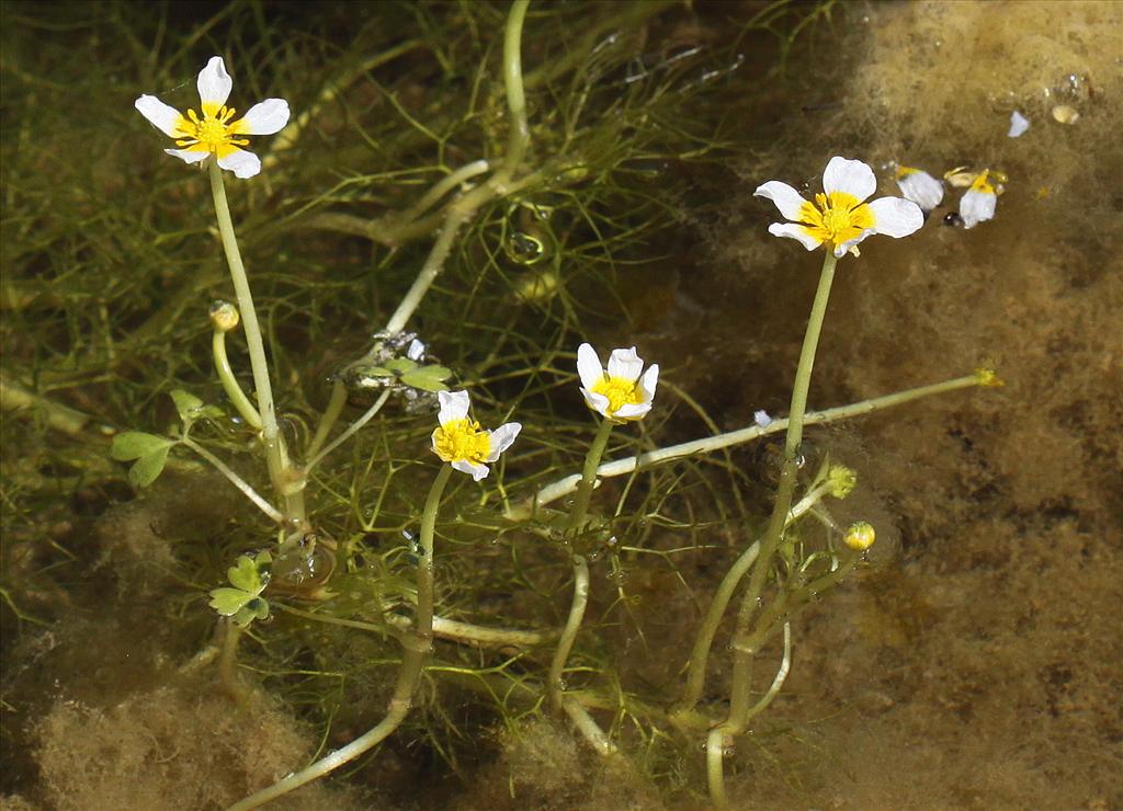 Ranunculus aquatilis/trichophyllus (door Peter Meininger)