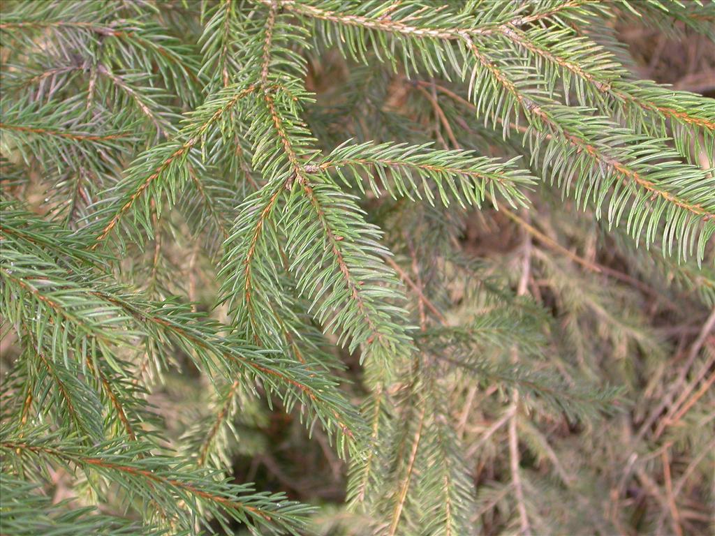 Picea abies (door Peter Meininger)