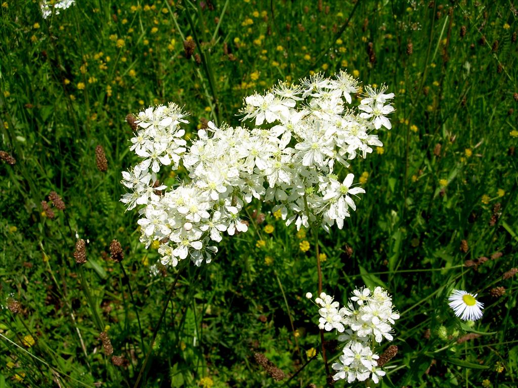 Filipendula vulgaris (door Toon Verrijdt)