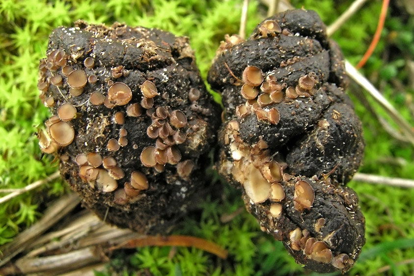 Pseudombrophila cervaria (door Henk Huijser)