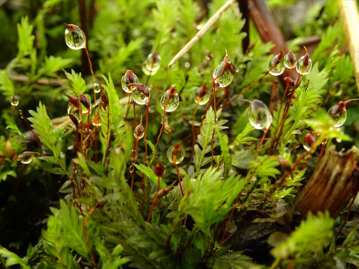 Fissidens adianthoides (door Jakob Hanenburg)