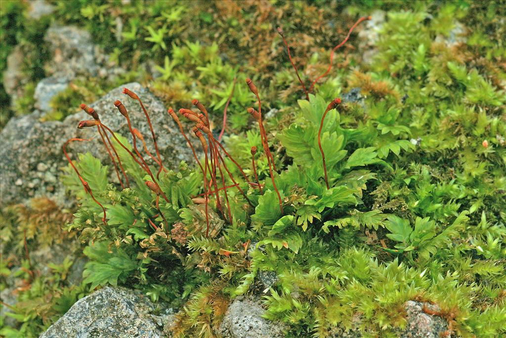 Fissidens adianthoides (door Jan Kersten)