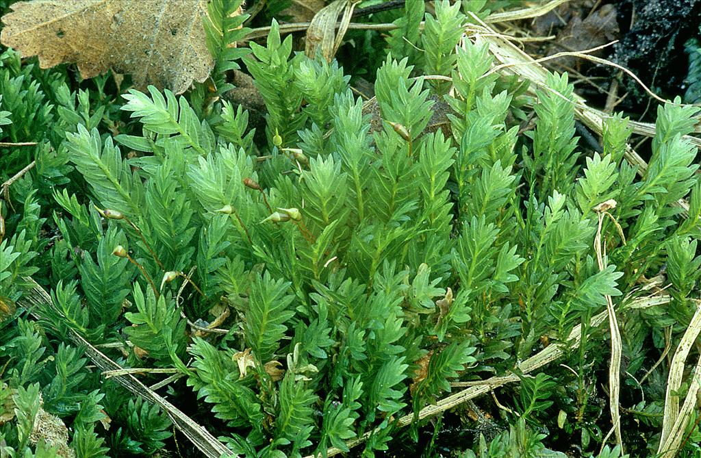 Fissidens adianthoides (door Jan Kersten)