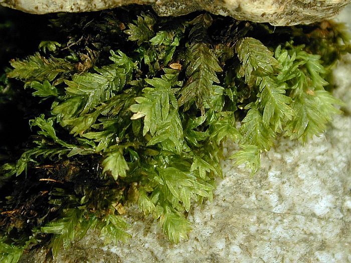 Fissidens dubius (door Michael Lueth (www.milueth.de))