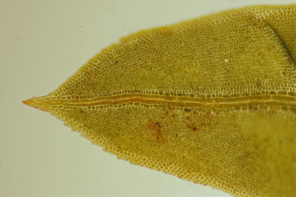 Fissidens dubius var. mucronatus (door Jan Kersten)