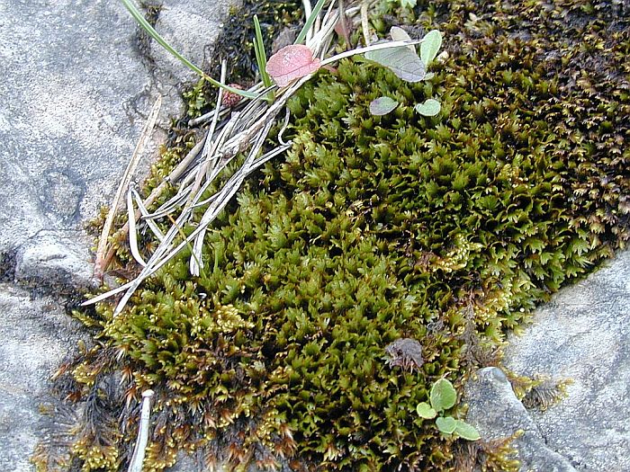 Fissidens osmundoides (door Michael Lueth (www.milueth.de))