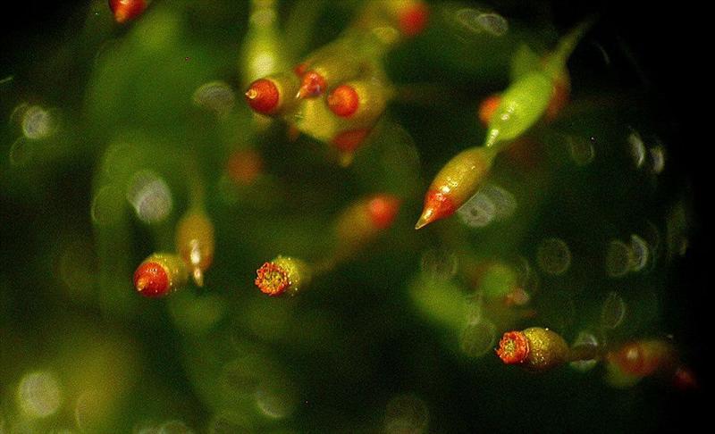 Fissidens viridulus (door Henk Greven)