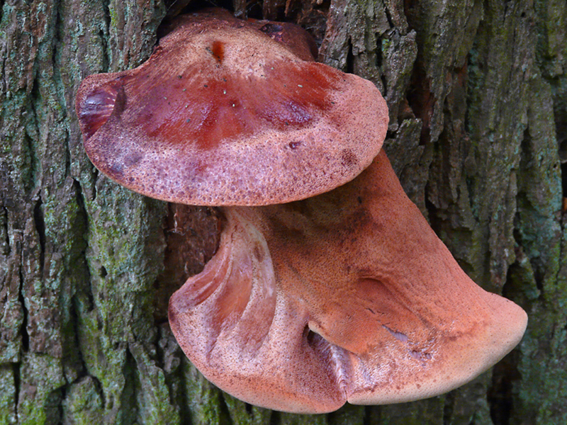 Fistulina hepatica (door Menno Boomsluiter)