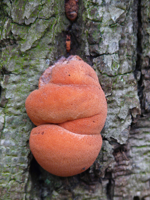 Fistulina hepatica (door Menno Boomsluiter)