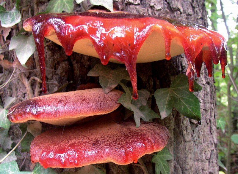 Fistulina hepatica (door Mike Hirschler)