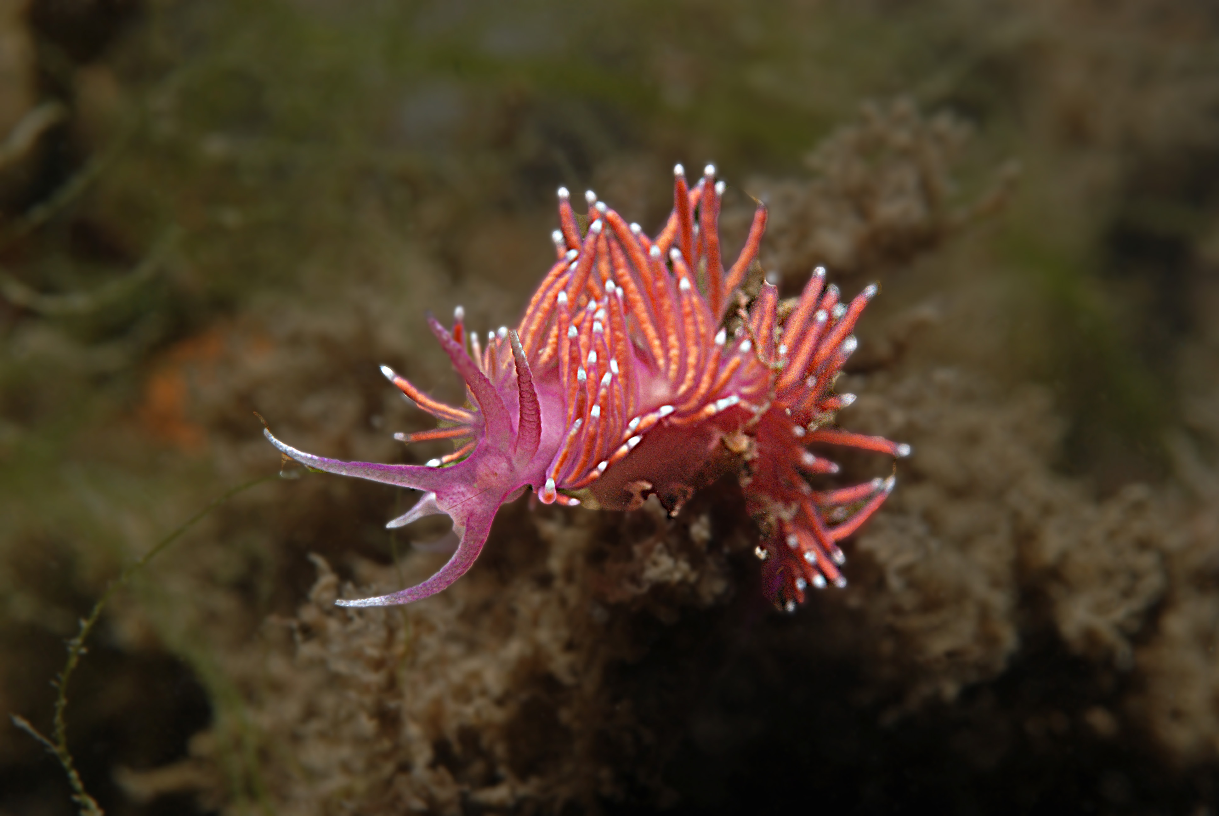 Flabellina pedata (door Floor Driessen)