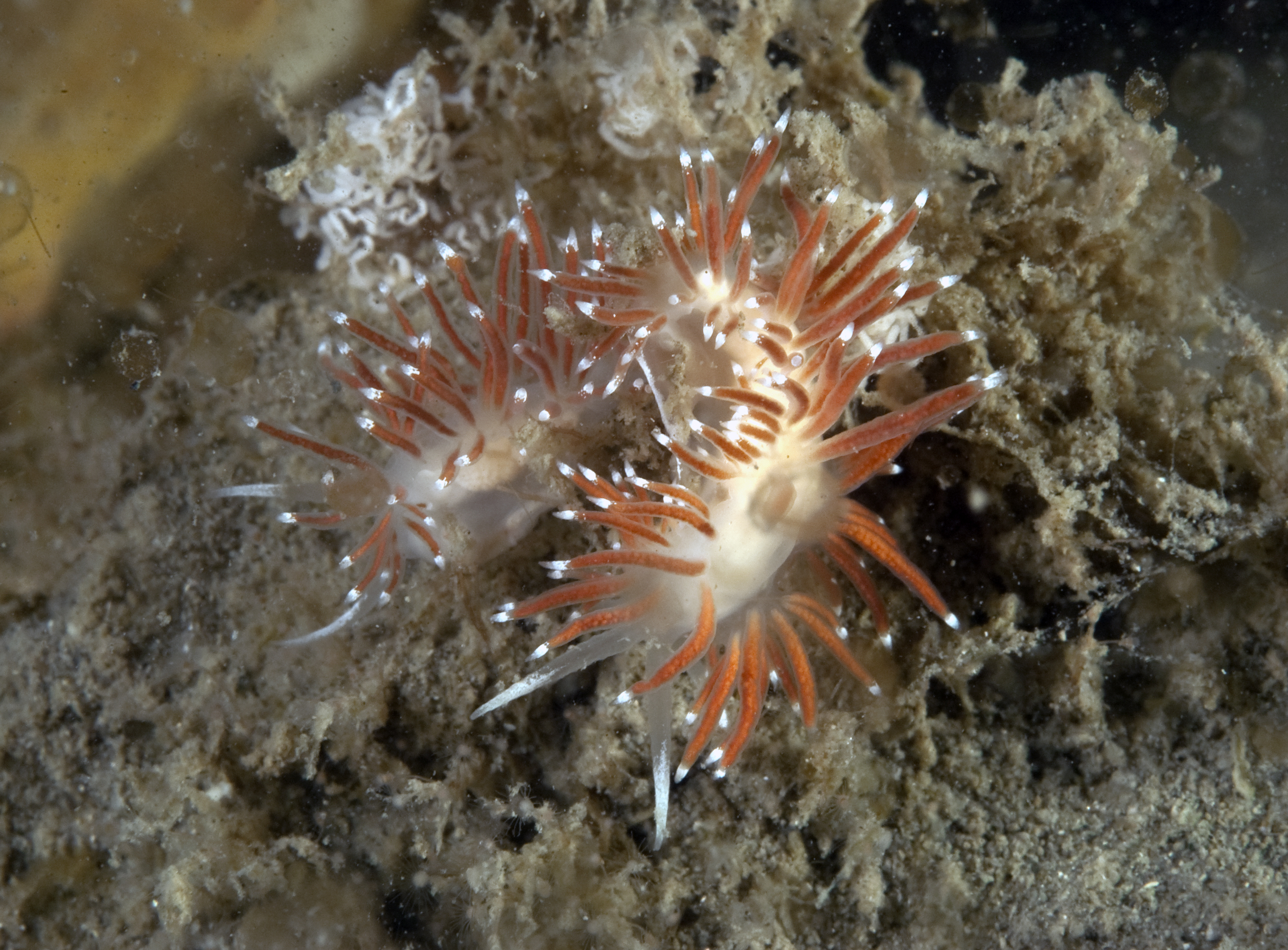 Flabellina gracilis (door Marion Haarsma)