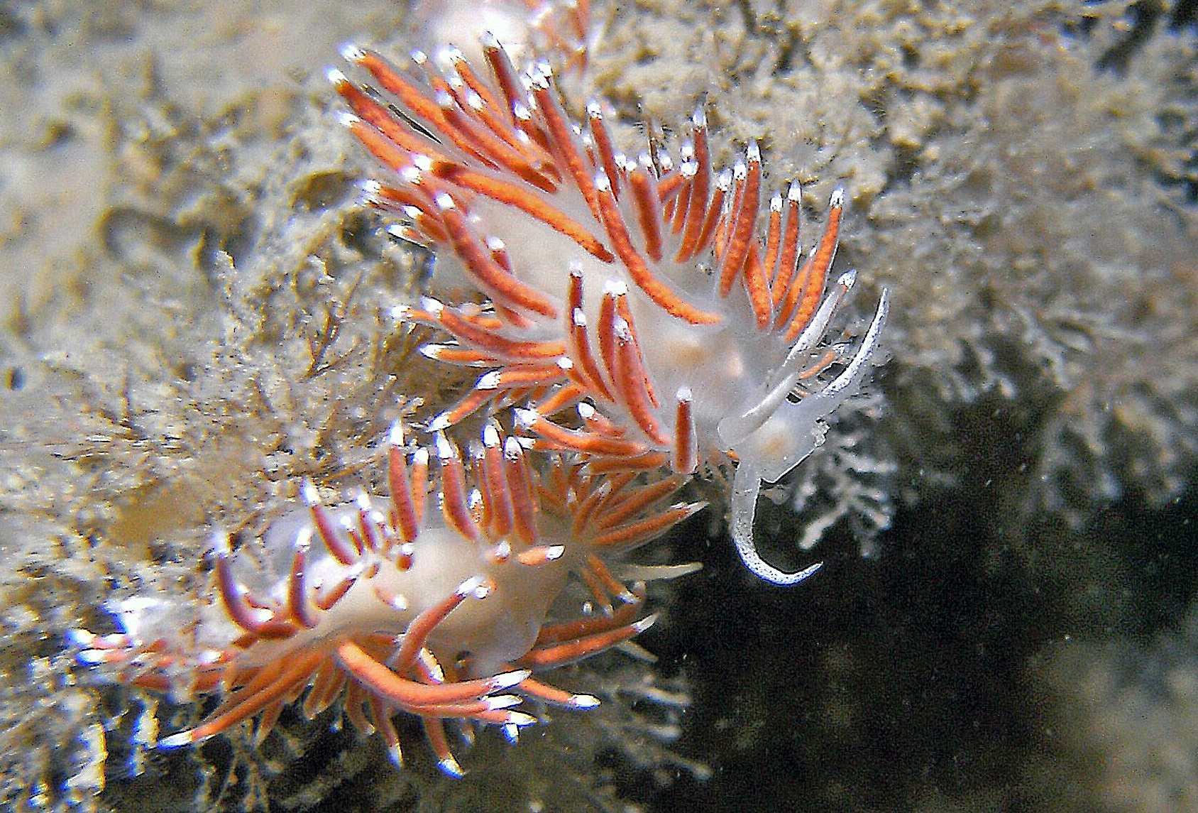 Flabellina gracilis (door Floor Driessen)