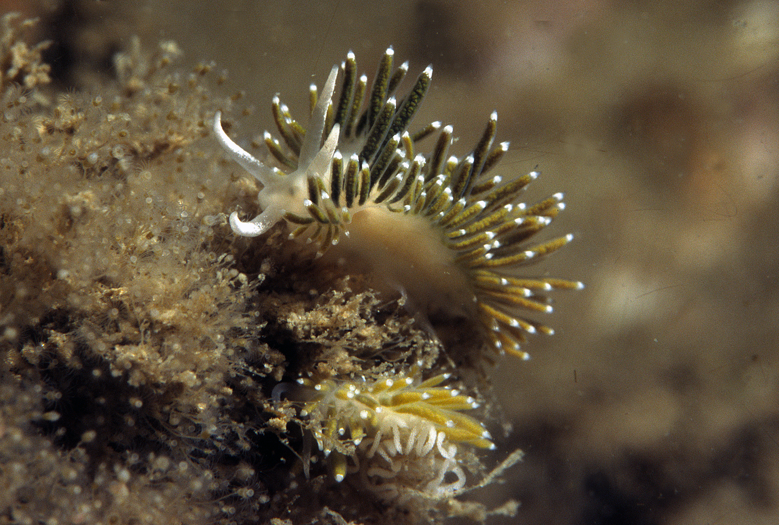 Flabellina gracilis (door Marion Haarsma)