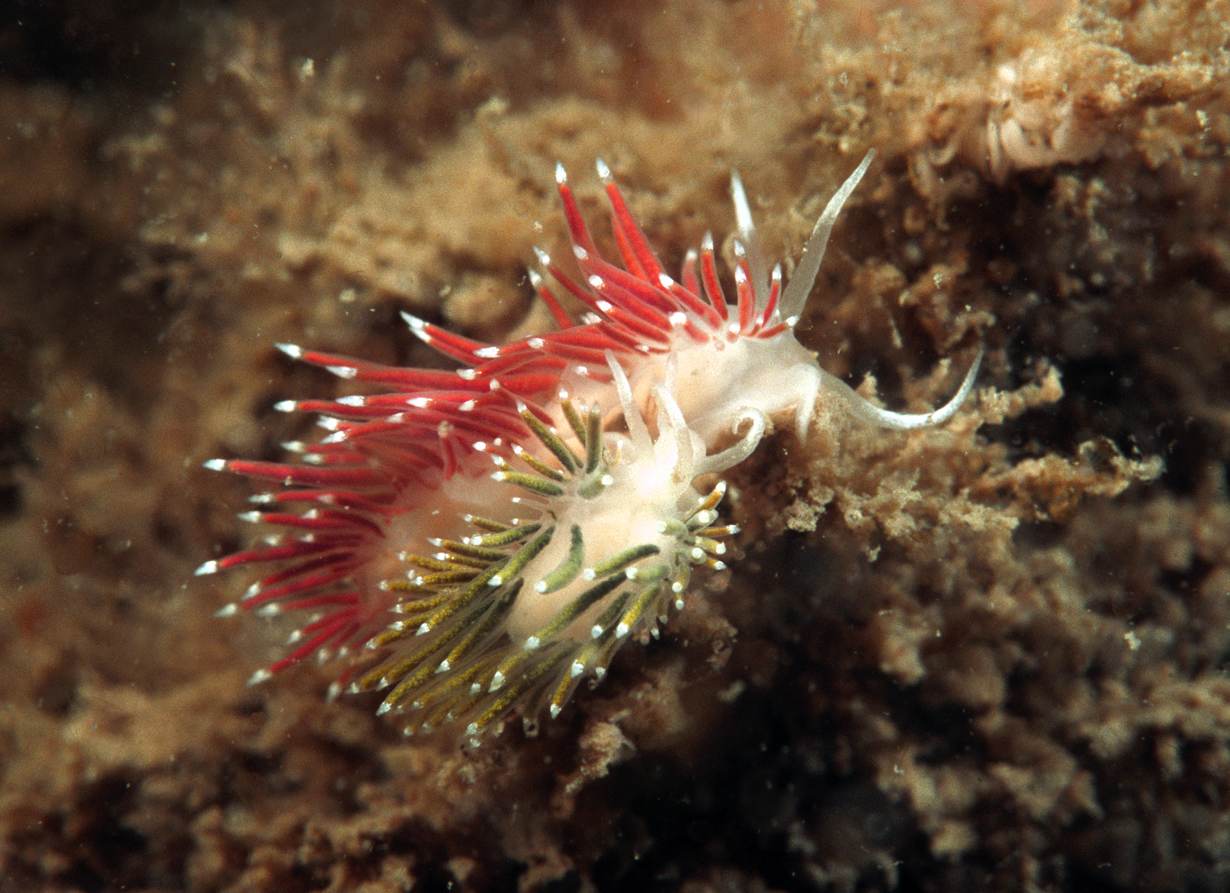 Flabellina gracilis (door Marion Haarsma)