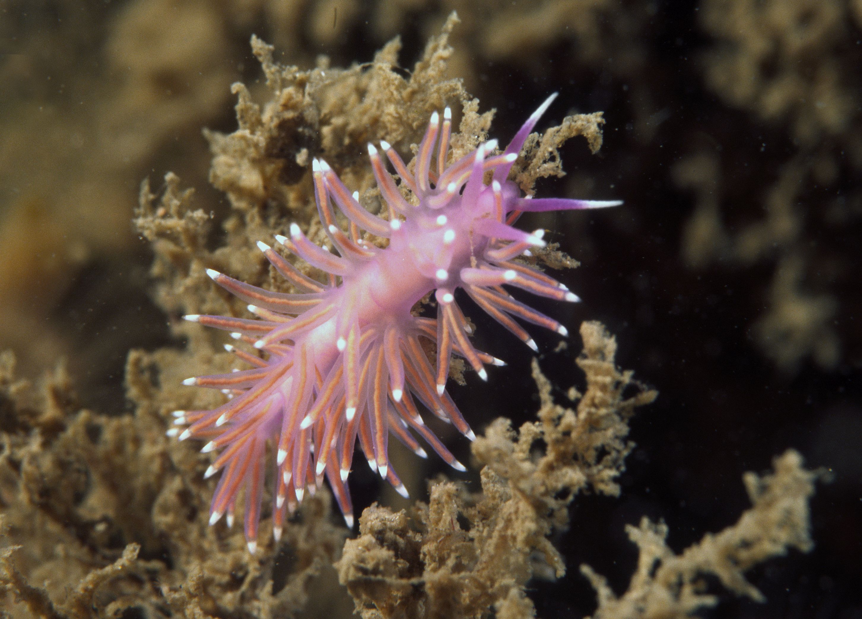 Flabellina pedata (door Marion Haarsma)