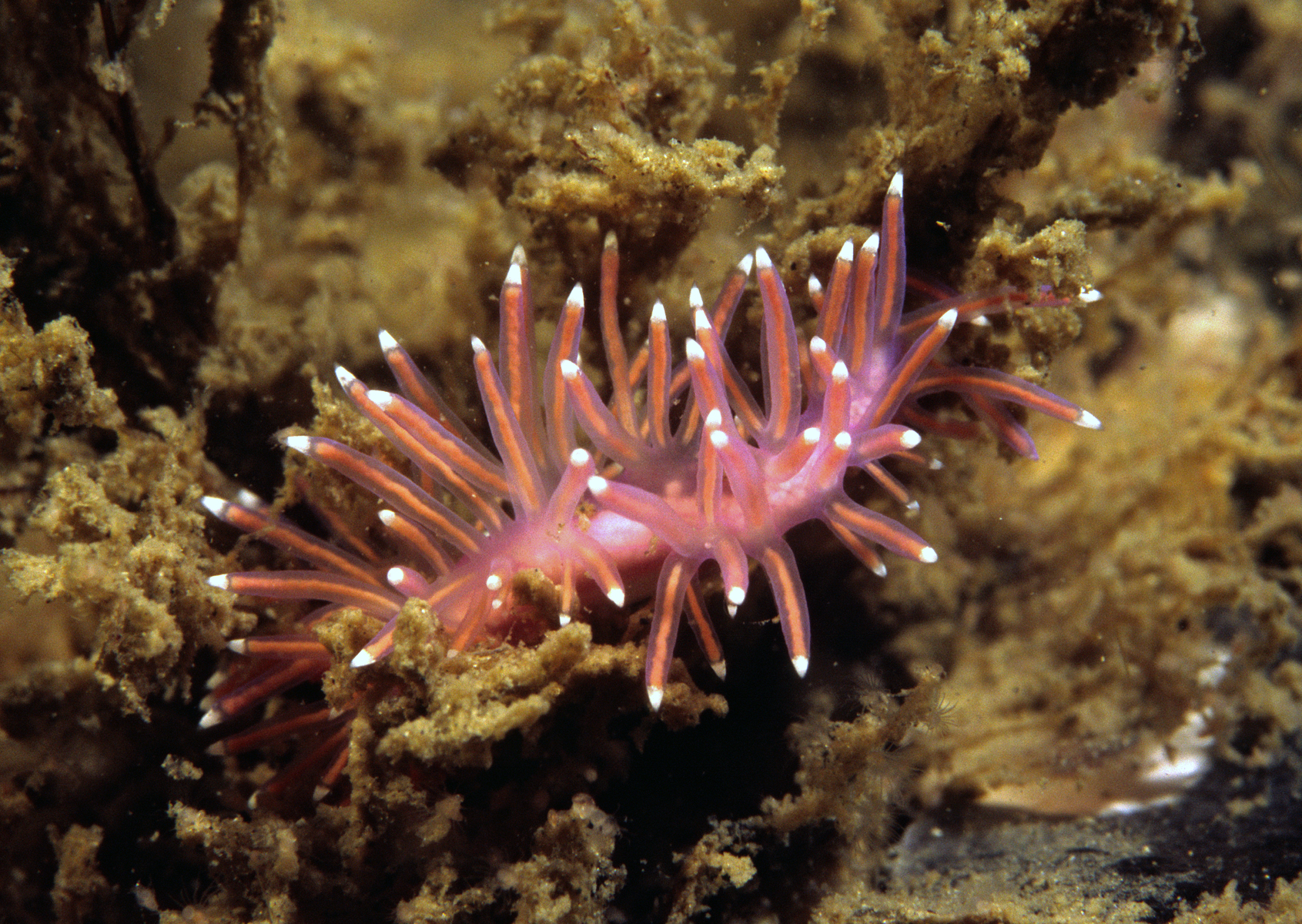 Flabellina pedata (door Marion Haarsma)