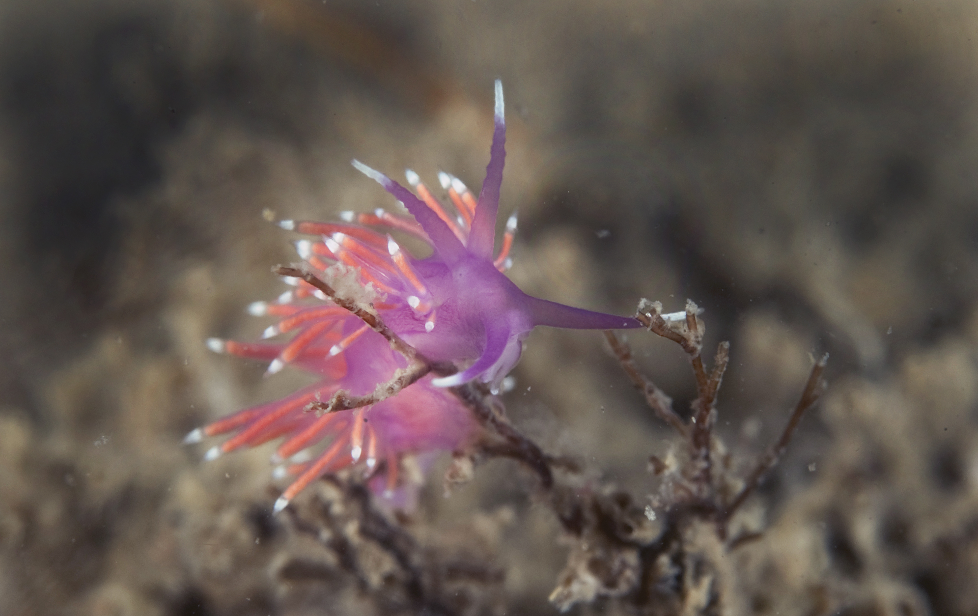 Flabellina pedata (door Marion Haarsma)